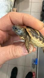 Baby landschildpadden