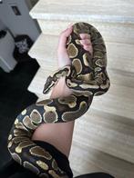 Koningspython/Ball python met terrarium en toebehoren, Dieren en Toebehoren, Augustus, Vrouwelijk