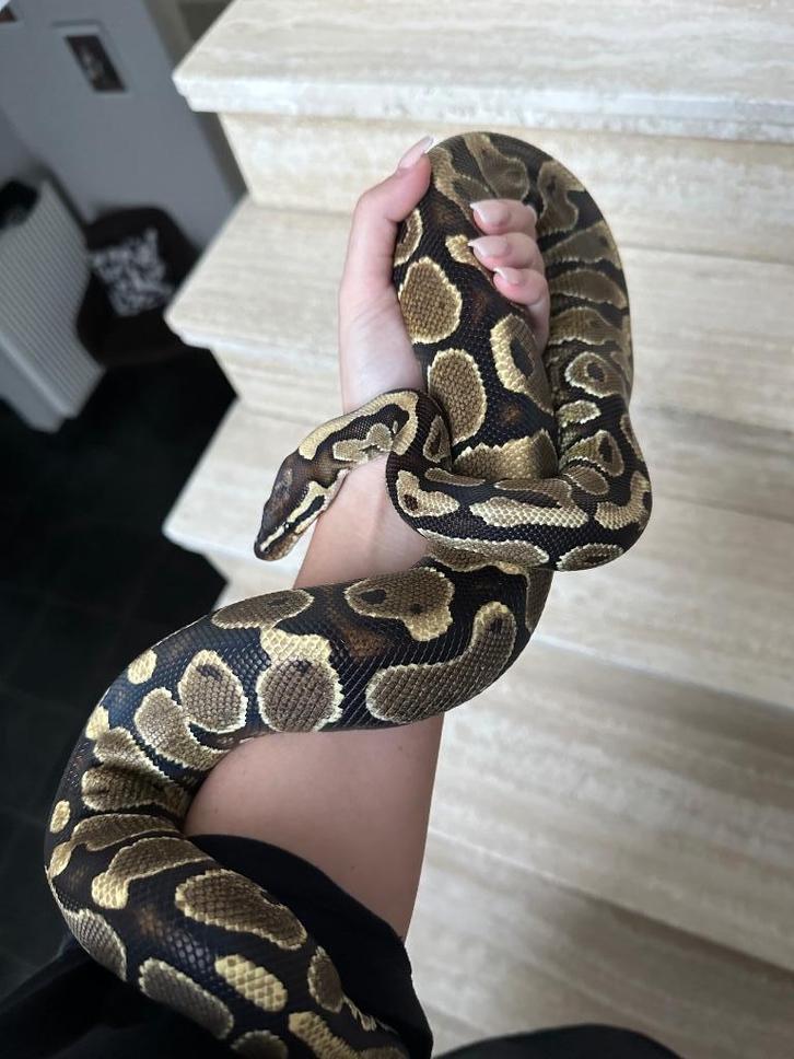 Koningspython/Ball python met terrarium en toebehoren, Dieren en Toebehoren, Overige Dieren, Vrouwelijk, Augustus