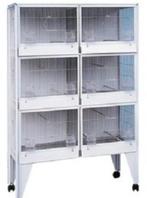 Zkr roma 31 kweekkooi?, Dieren en Toebehoren, Ophalen