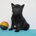 Schipperke - Chiots belges à vendre, Parvovirose, Plusieurs, Belgique, 8 à 15 semaines