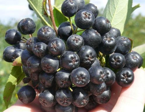 Appelbessen supergezonde vruchten om jam, sap van te maken, Jardin & Terrasse, Plantes | Arbres fruitiers, Autres espèces, 100 à 250 cm