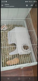 Cavia 2 mannetjes, Dieren en Toebehoren, Knaagdieren, Cavia