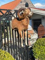 Taxidermie oude moeflon met voor poten ( grote hoorns ), Ophalen of Verzenden