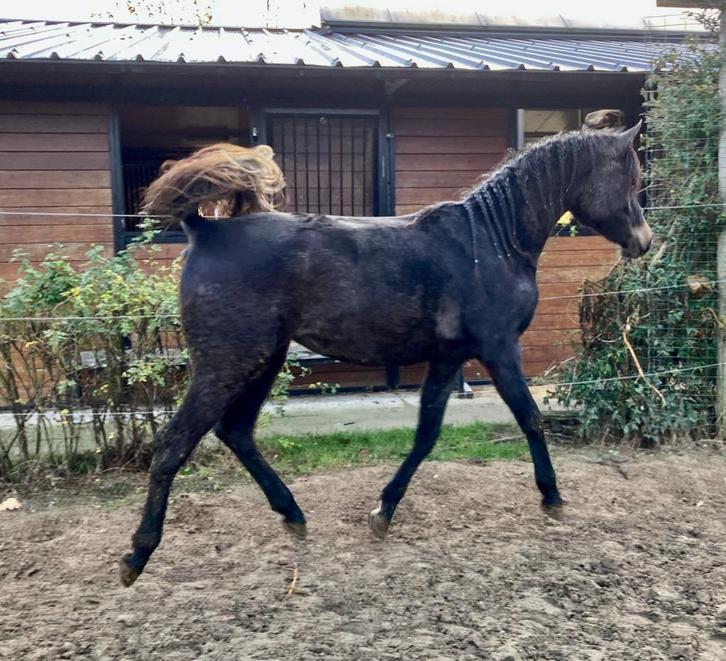 Arabisch volbloed merrietje, Dieren en Toebehoren, Pony's, Merrie, Niet van toepassing, D pony (1.37m tot 1.48m), 0 tot 2 jaar