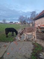 3 ezels te koop, Animaux & Accessoires, Chevaux, Plusieurs animaux, 3 à 6 ans