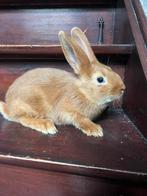 Vale van bourgondie, Dieren en Toebehoren, Konijnen