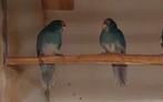 2 donker blauwgezoomde kakariki 25, Mannelijk, Parkiet, Geringd