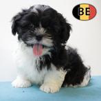 Lieve Lhasa Apso’s zwart&wit pups te koop, België, Meerdere, Meerdere dieren, Overige rassen