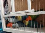 7 tal fisheries te koop, Dieren en Toebehoren, Vogels | Parkieten en Papegaaien