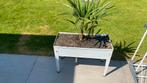 Trachycarpus fortunei met bloembak, Tuin en Terras, Ophalen, Zo goed als nieuw
