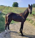 Jaarling hengsteveulen, Dieren en Toebehoren, Gechipt, Dressuurpaard, 0 tot 2 jaar, Hengst