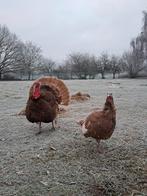koppel kalkoenen, Dieren en Toebehoren, Vrouwelijk