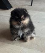 Pomeranian/dwergkees puppy’s, Dieren en Toebehoren, Parvo, België, Fokker | Hobbymatig, Keeshond