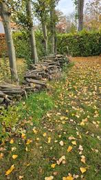 1.5 sterre beukehout + 7 populeren op te halen, Tuin en Terras, Ophalen, Halfschaduw, Overige soorten, 400 cm of meer