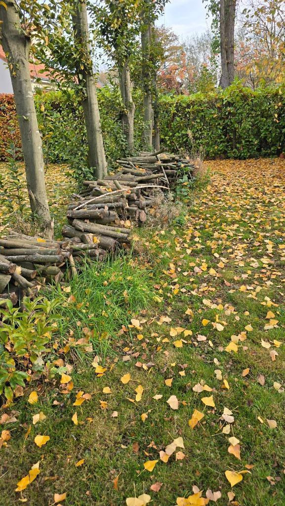 1.5 sterre beukehout + 7 populeren op te halen, Tuin en Terras, Planten | Bomen, Overige soorten, 400 cm of meer, Halfschaduw