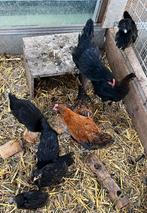 Legkippen en hanen te koop., Dieren en Toebehoren, Pluimvee