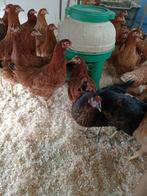 jeunes poulets de 7 couleurs et races Vaccination complète, Poule ou poulet, Femelle