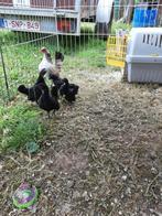 serama kippen, Dieren en Toebehoren, Geslacht onbekend, Kip