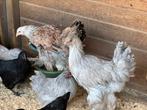 Brahma verschillende kleuren, Dieren en Toebehoren