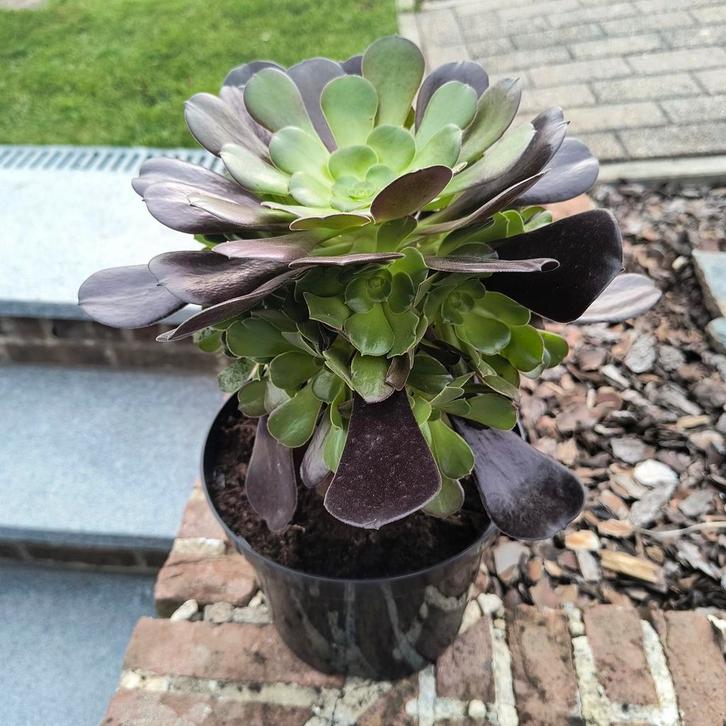 Aeonium arboreum, Tuin en Terras, Planten | Tuinplanten, Ophalen of Verzenden