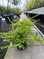 Lonicera nitida 'Maigrun, Hagen en sierheesters.
