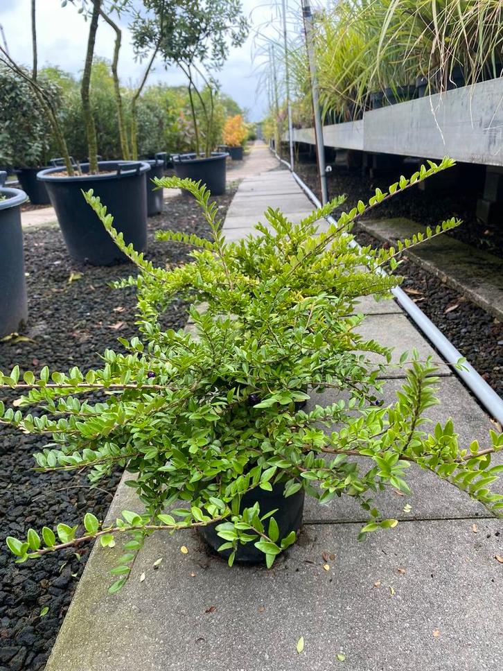 Lonicera nitida 'Maigrun, Hagen en sierheesters., Tuin en Terras, Planten | Struiken en Hagen, Haag, Ophalen