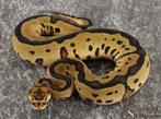 1.0 volwasse. Leopard yellowbelly clown, Dieren en Toebehoren, Slang, Tam, 3 tot 6 jaar