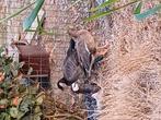 Soorten ganzen, Dieren en Toebehoren, Pluimvee