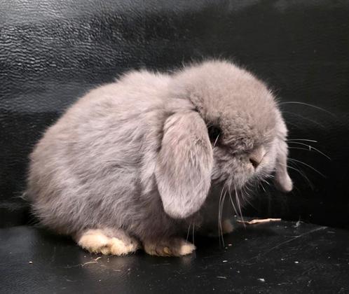 Minilop ram, Dieren en Toebehoren, Konijnen, Dwerg, Mannelijk, 0 tot 2 jaar, Hangoor