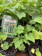 Alle soorten planten, Tuin en Terras, Ophalen of Verzenden
