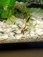 Neocardina garnalen blauw, Dieren en Toebehoren, Kreeft, Krab of Garnaal, Zoetwatervis