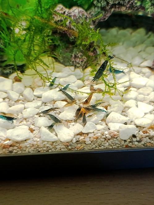 Neocardina garnalen blauw, Dieren en Toebehoren, Vissen | Aquariumvissen, Zoetwatervis, Kreeft, Krab of Garnaal