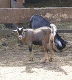 dwergbokje, Dieren en Toebehoren, Schapen, Geiten en Varkens, Mannelijk, Geit, 0 tot 2 jaar