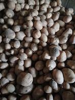 Bewaaraardappelen, Zakelijke goederen, Landbouw | Veevoer, Ophalen