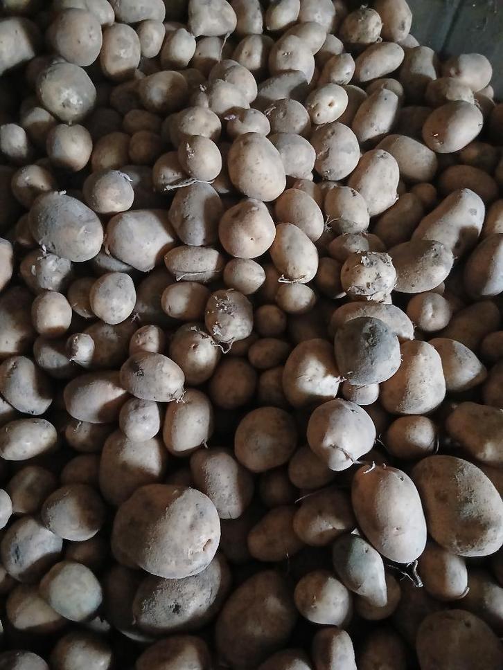 Bewaaraardappelen, Articles professionnels, Agriculture | Aliments pour bétail, Enlèvement