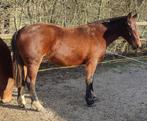 2 jarige freiberger/Franches Montagnes merrie., Dieren en Toebehoren, Merrie, Minder dan 160 cm, Gechipt, 0 tot 2 jaar