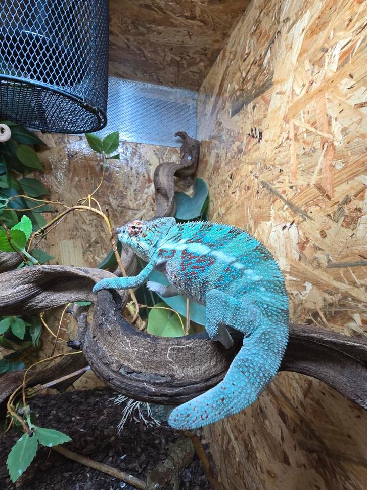 Prachtige panterkameleon man te koop., Dieren en Toebehoren, Reptielen en Amfibieën, Amfibie