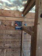 Noorse Goudvinken, Mannelijk, Wildzangvogel, Geringd