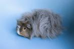 Mooie ch teddy cavia's, Cavia, Mannelijk, Januari, Tam