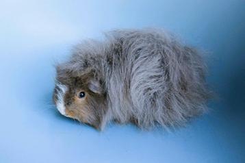 Mooie ch teddy cavia's beschikbaar voor biedingen