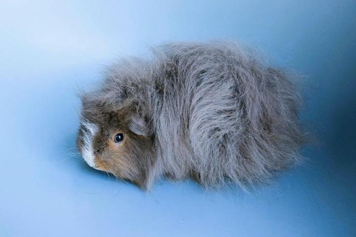 Mooie ch teddy cavia's, Dieren en Toebehoren, Knaagdieren, Mannelijk, Cavia, Januari, Tam