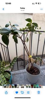 Ficus elastica -  ficus caoutchouc, Ophalen