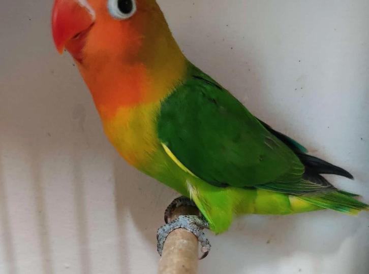 Fischerie MAN (DNA attest) - wildkleur, Dieren en Toebehoren, Vogels | Parkieten en Papegaaien, Dwergpapegaai of Agapornis, Mannelijk