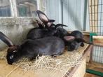 Vleeskonijnen Lotharingers, Dieren en Toebehoren, Meerdere dieren, Groot, 0 tot 2 jaar