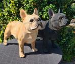 Polyester franse bulldog beelden, Ophalen of Verzenden, Nieuw, Kunststof, Dierenbeeld