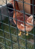 Leg kip, Dieren en Toebehoren, Kip