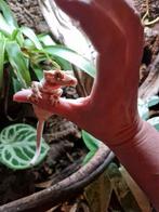 Lilly white wimper gecko, Dieren en Toebehoren