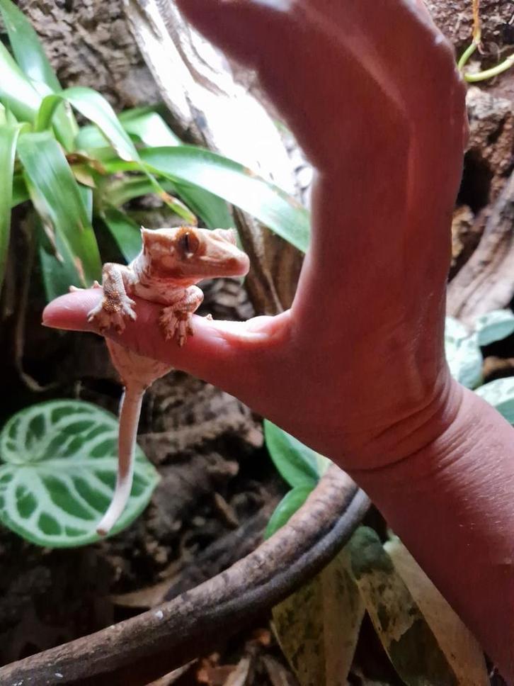 Lilly white wimper gecko, Dieren en Toebehoren, Reptielen en Amfibieën