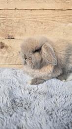 Minilop voedstertje, Animaux & Accessoires, Lapins